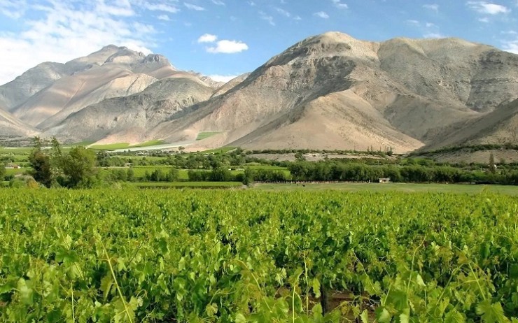 В долине Эльки изготавливают известный чилийский виноградный бренди