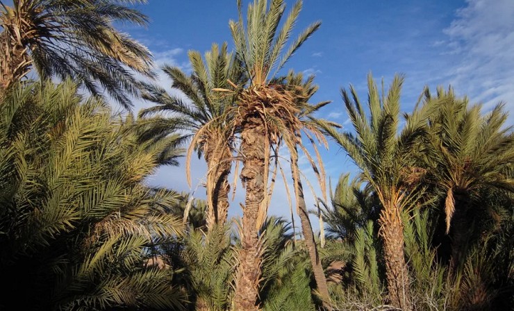 Финиковые пальмы окружают глиняные постройки в оазисе Сива 