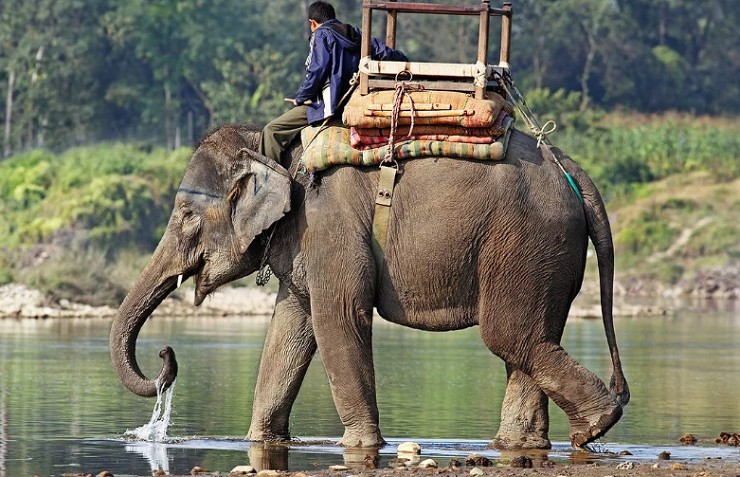 Слон - как средство передвижения