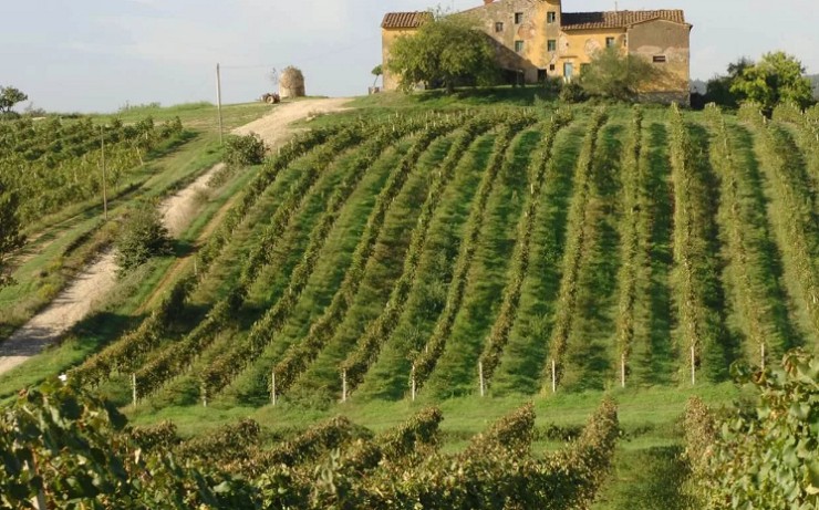 Винодельни Тосканы