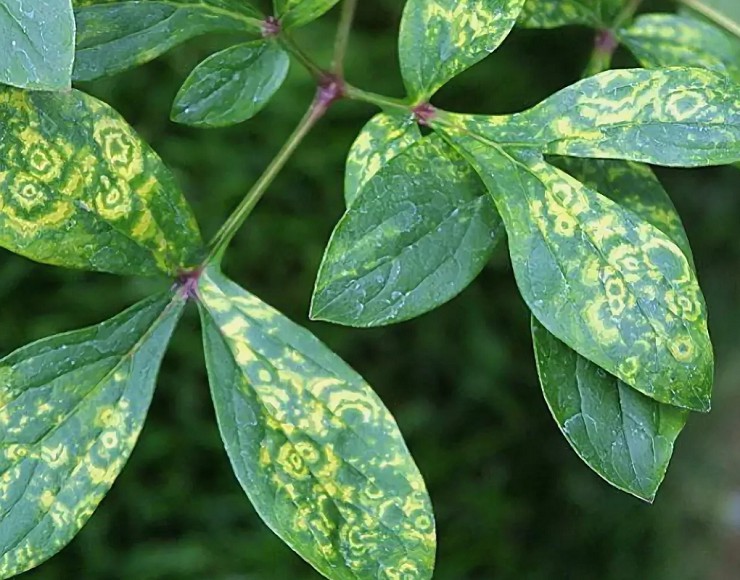 Листья растения, зараженного вирусом табачной мозаики