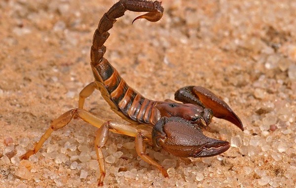 Индийский красный скорпион