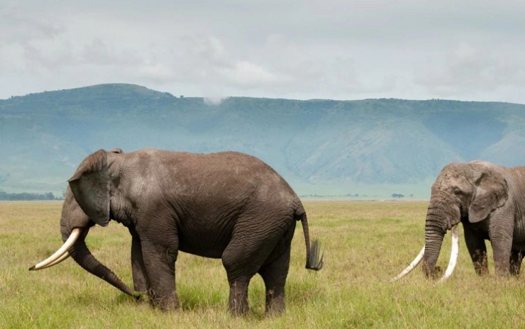 Огромный африканский слон в кратере Нгоронгоро