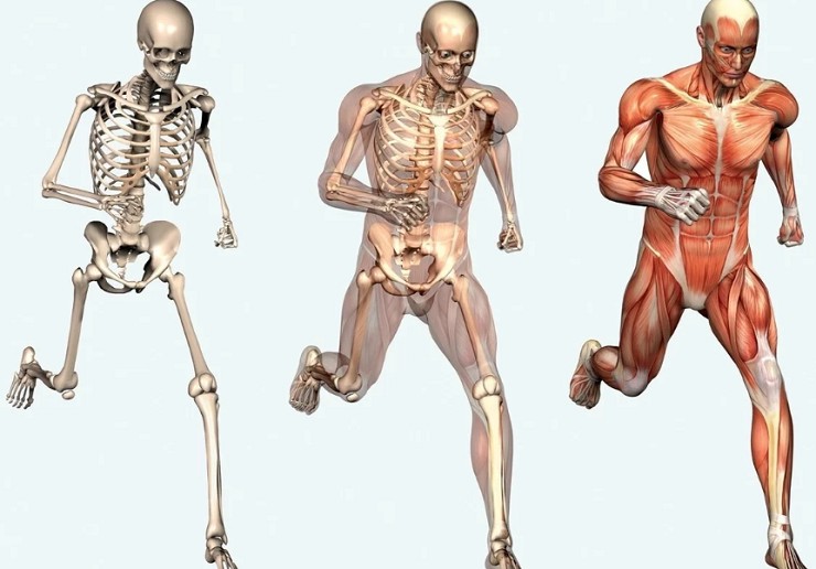 Кости человека