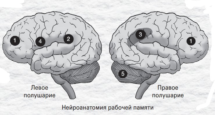 Нейроанатомия рабочей памяти