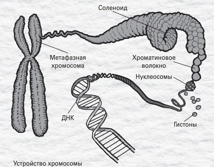 Устройство хромосомы