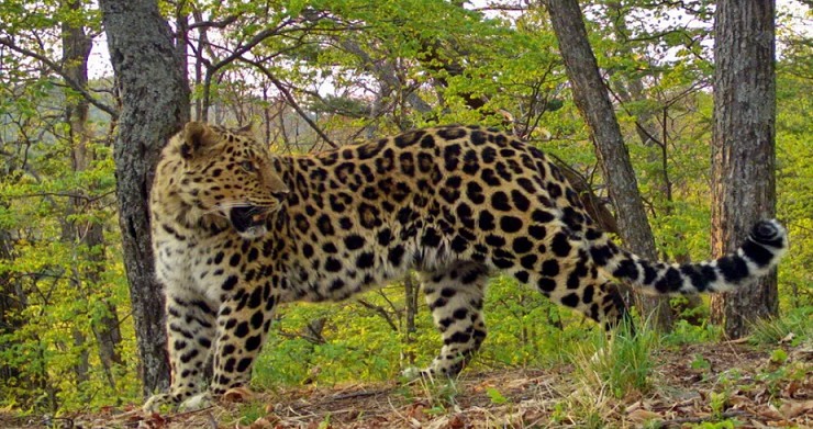 Национальный заповедник Земля леопарда