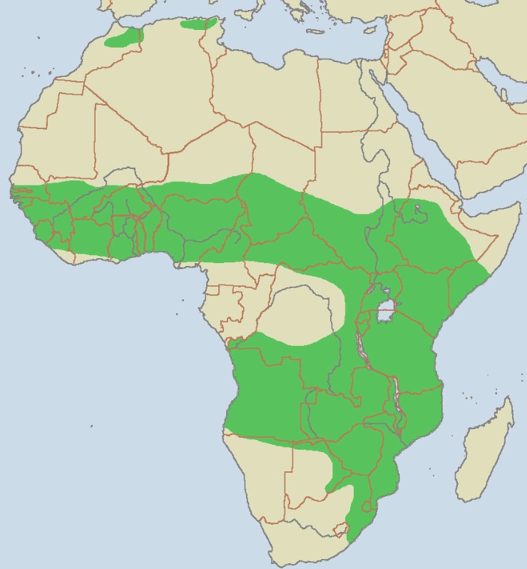 Африканские саванны обозначены на карте зелёным цветом