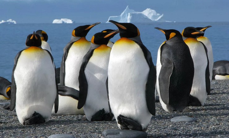 Императорские пингвины 