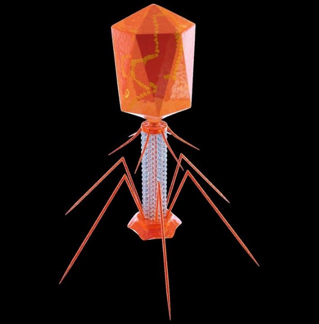 Бактериофаг. 3D-иллюстрация