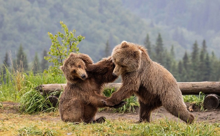 Борьба медвежат