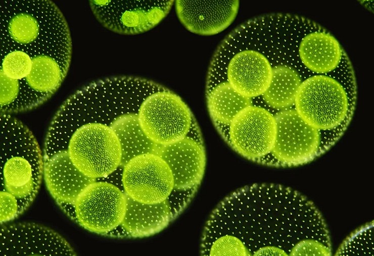 Вольвокс — микроскопическая водоросль пруда в темнопольный микроскоп