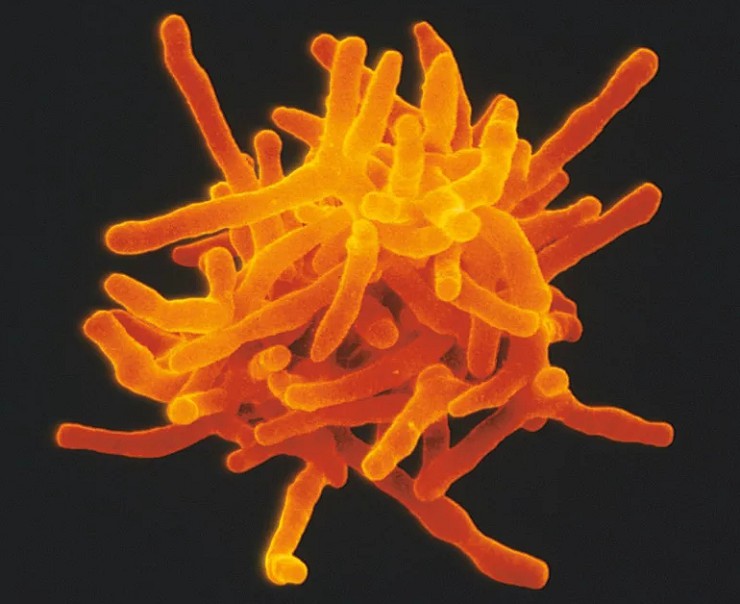 Актиномицеты — вредоносные бактерии почв