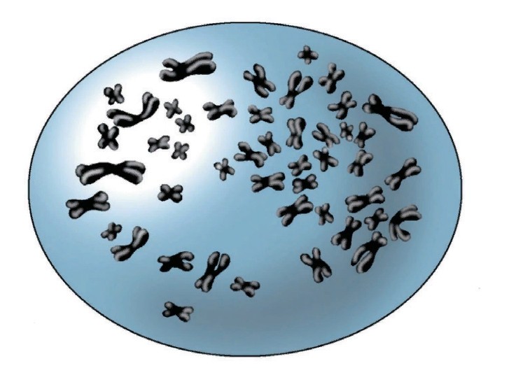 Хромосомы в ядре клетки перед началом ее деления