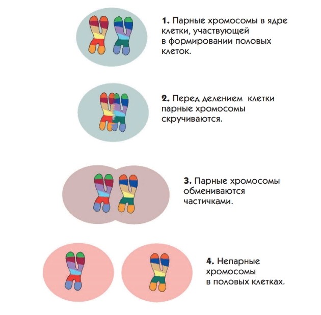 КРОССИНГОВЕР (на примере одной пары хромосом)