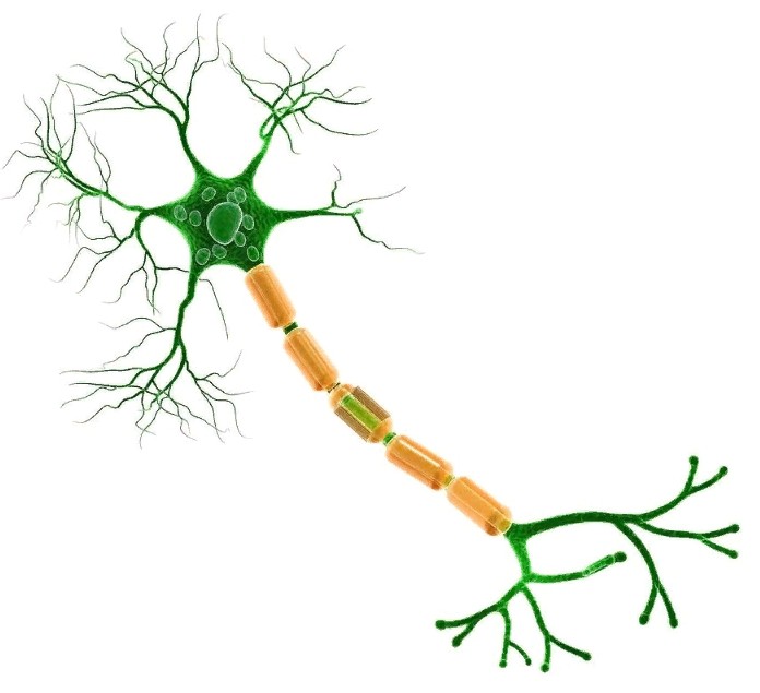 НЕРВНАЯ КЛЕТКА (нейрон)