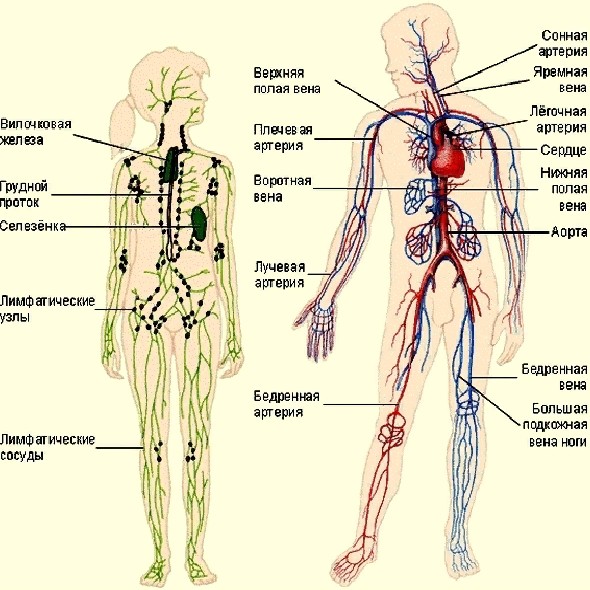 Лимфатическая и кровеносная системы человека