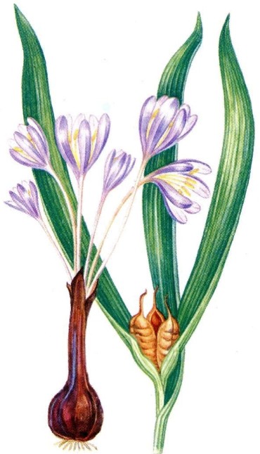 Безвременник осенний (Colchicum autumnale) 
