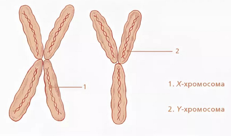 Женская и мужская хромосомы
