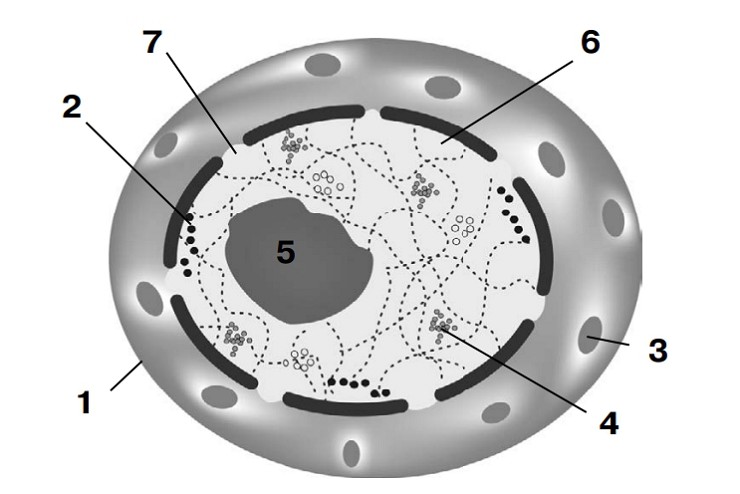 Строение клеточного ядра