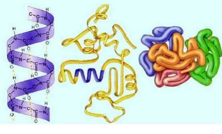 Вторичная,третичная и четвертичная структуры белка