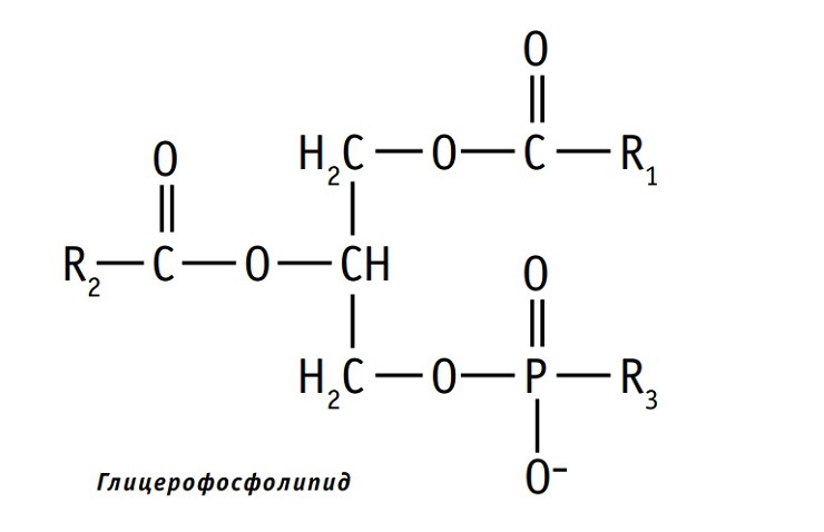 Общая формула глицерофосфолипидов