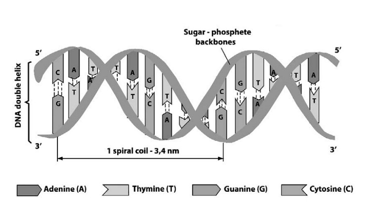 Схематическое изображение фрагмента молекулы ДНК