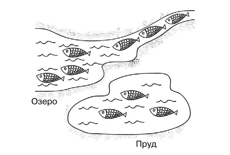 Две популяции рыб — озерно-речная и прудовая