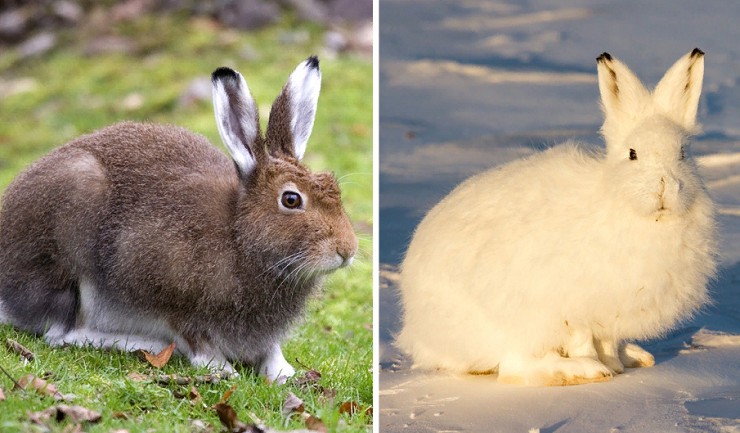 Заяц-беляк летом и зимой 