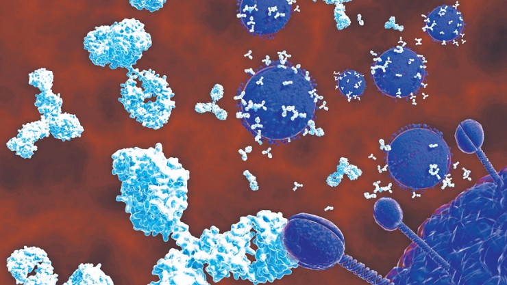 Антитела распознают вредоносные объекты, после чего лейкоциты их уничтожают