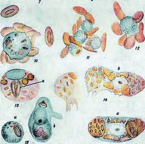 Иллюстрация из статьи Мечникова, посвященной фагоцитозу