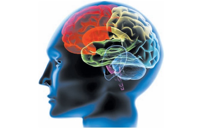 Бехтерев собрал и систематизировал общие положения о деятельности мозга, описал ряд неизвестных до него мозговых образований, ориентировался на комплексное изучение проблем мозга и человека