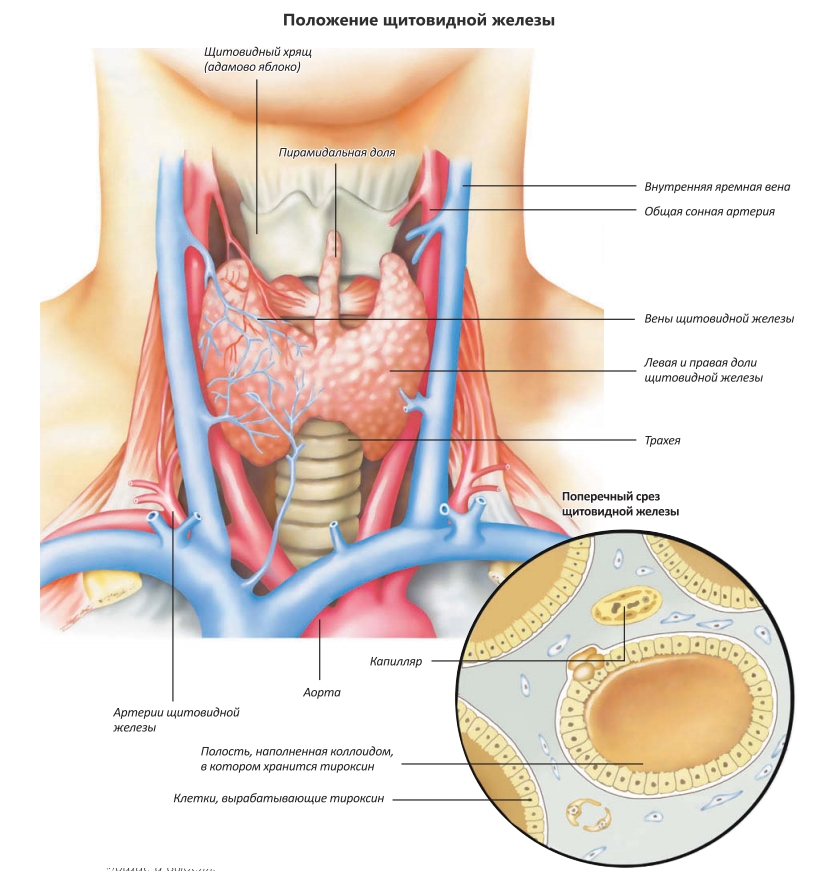 Положение щитовидной железы