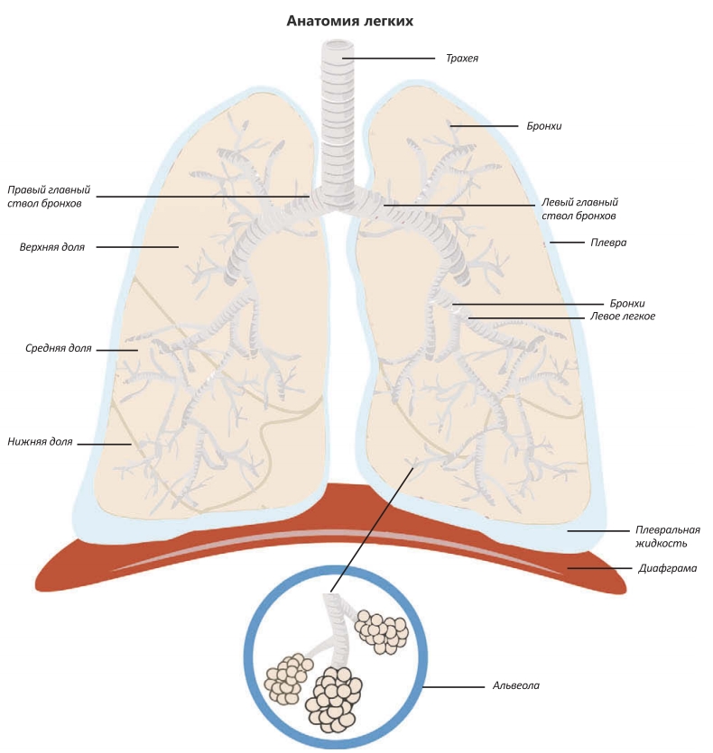 Анатомия легких