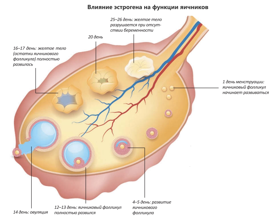 Влияние эстрогена на функции яичников