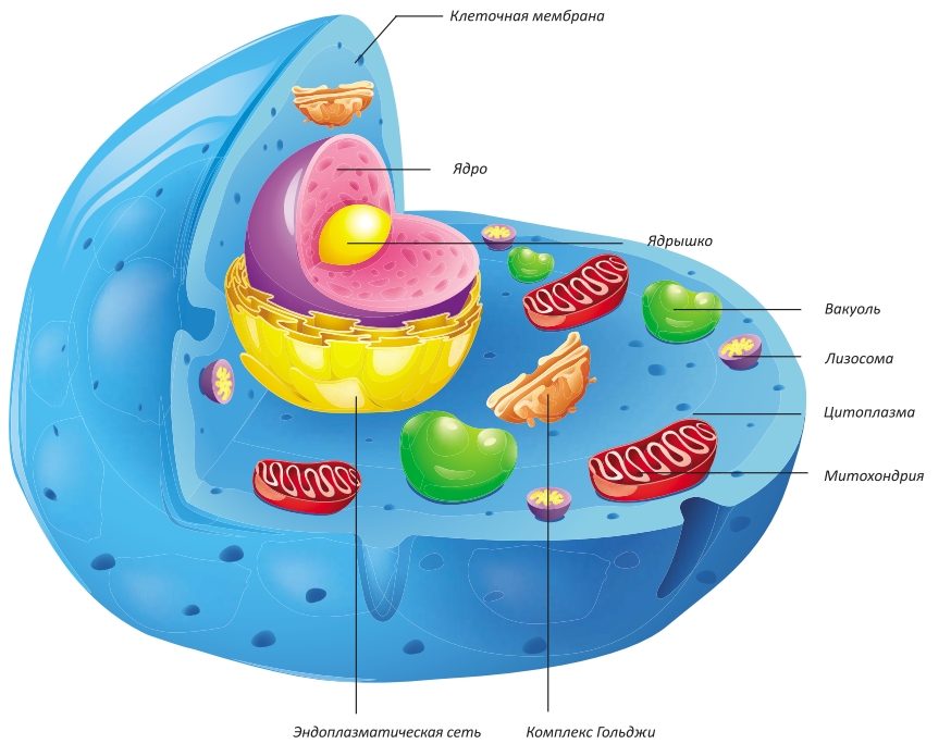Клетка и ее структуры