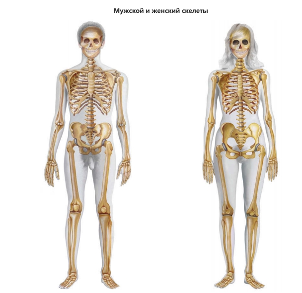 Мужской и женский скелеты