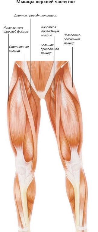 Мышцы верхней части ног