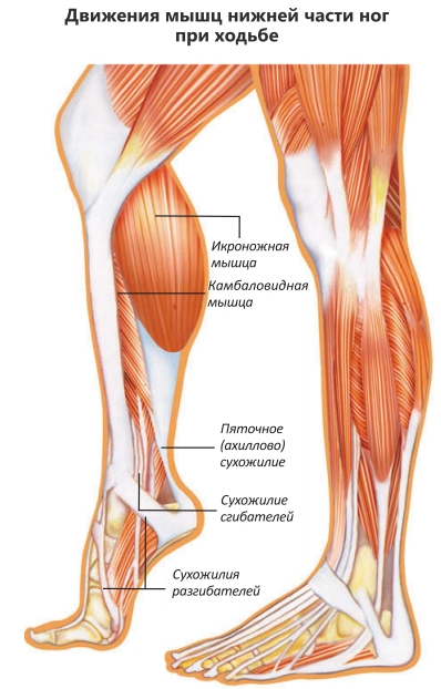 Движения мышц нижней части ног при ходьбе