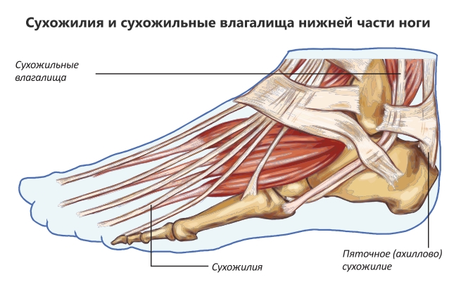 Сухожилия и сухожильные влагалища нижней части ноги