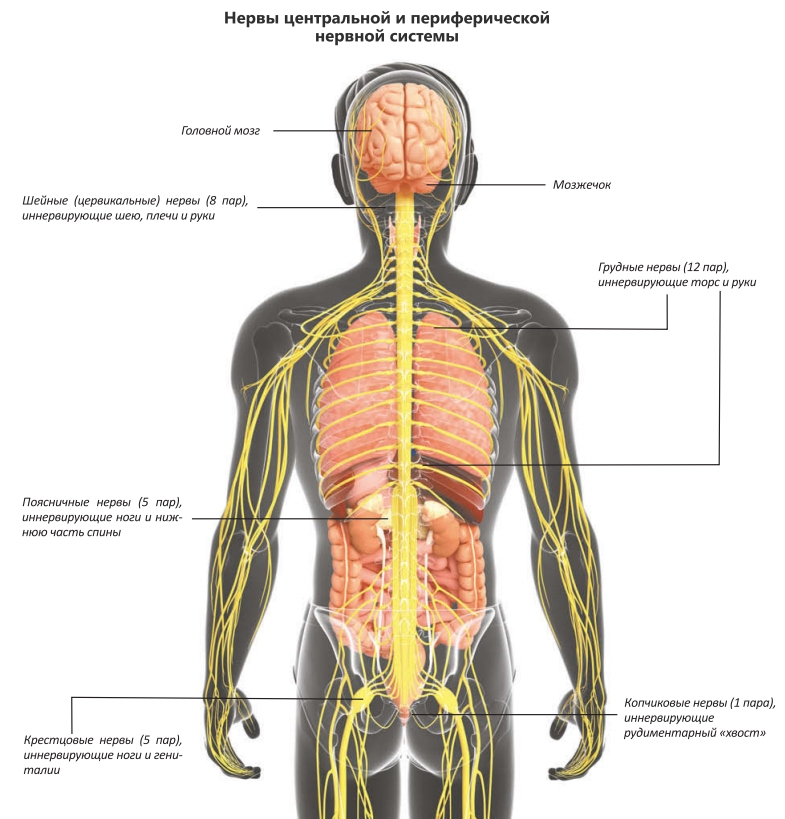 Нервы центральной и периферической нервной системы
