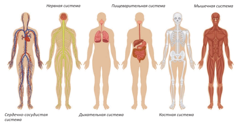 Системы тела человека