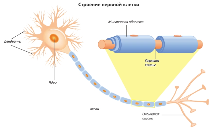 Строение нервной клетки