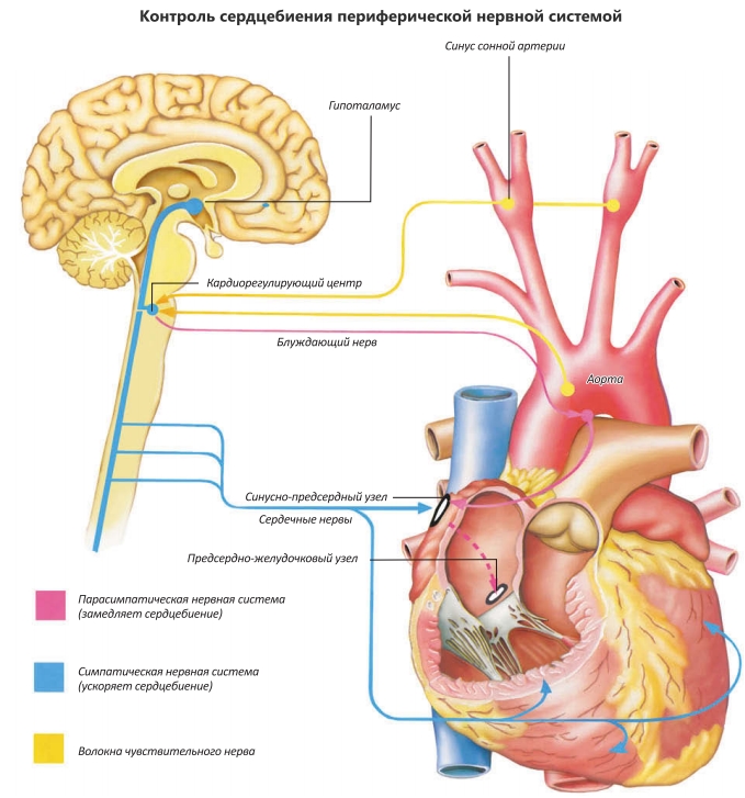 Контроль сердцебиения периферической нервной системой