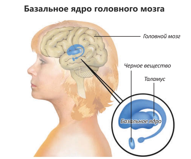 Базальное ядро головного мозга
