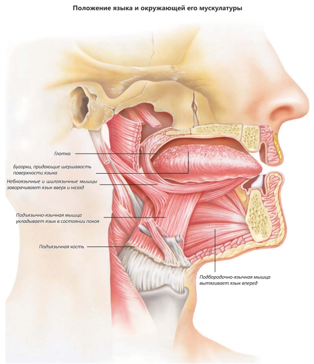 Положение языка и окружающей его мускулатуры