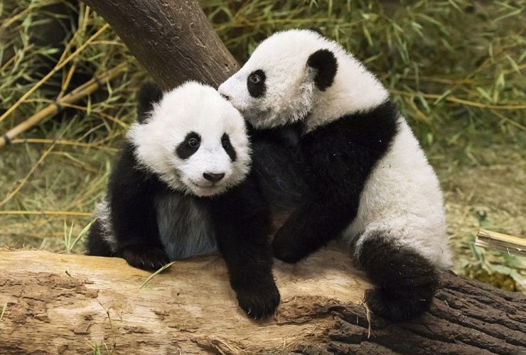 Детеныши панды
