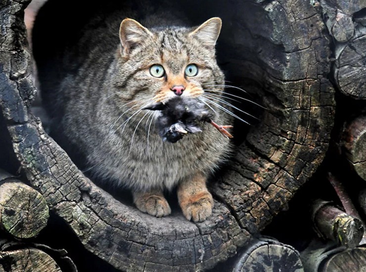 Лесной кот с добычей