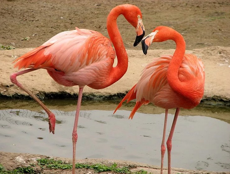 Образ жизни красного фламинго