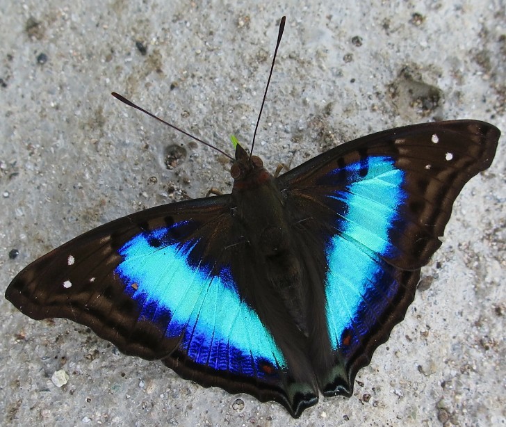 Новые виды бабочек. Южная Америка